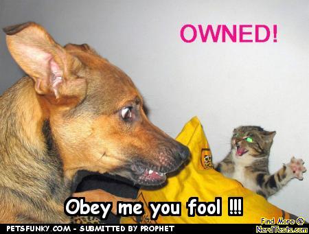 Obey me you fool!